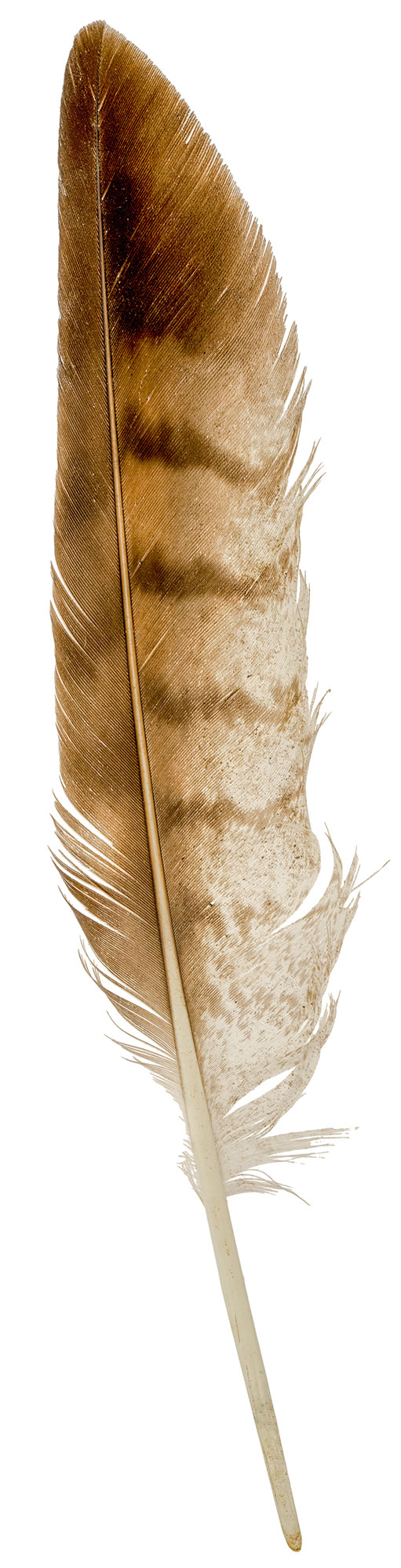 hawk feather